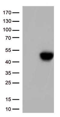 SMC1 Antibody