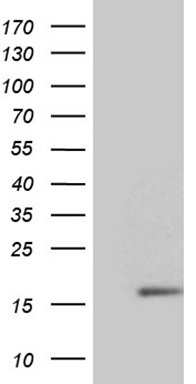 SMC1 Antibody