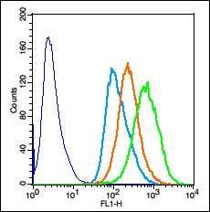 Phospho-SMC1 (Ser957) Rabbit Polyclonal Antibody
