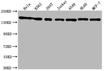SMC1A Antibody