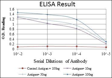 SMN1 Antibody