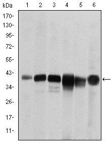 SMN1 Antibody