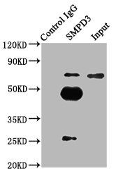 SMPD3 Antibody