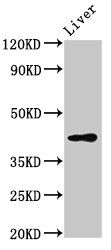SGMS2 Antibody