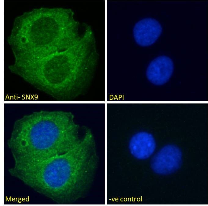 SNX9 Antibody