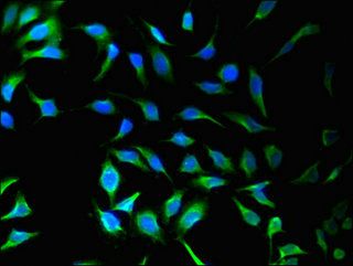 SNX9 Antibody