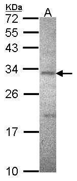 ATPase Na+/K+ transporting subunit beta 3 Antibody
