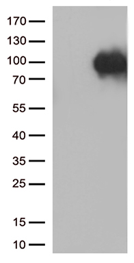 SORT1 Antibody