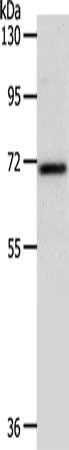 SOX13 Antibody