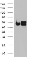 SOX2 Antibody