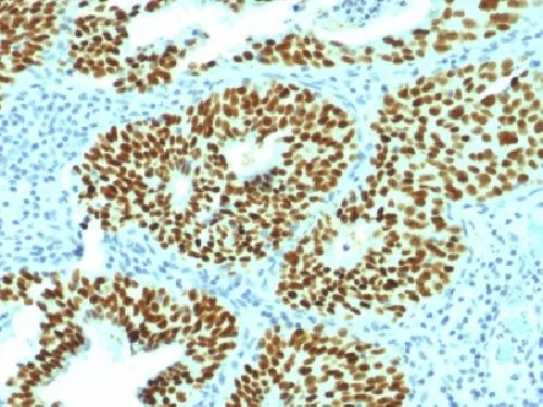 SOX2 Antibody