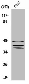 SOX8/SOX9/SOX17/SOX18 Antibody