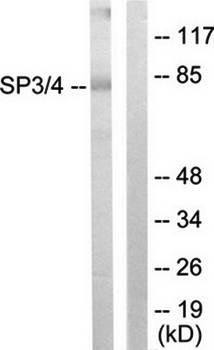 SP3/4 Antibody