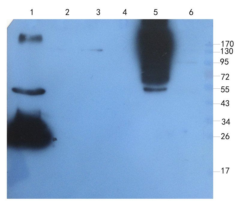 Sp7/Osterix Rabbit Polyclonal Antibody
