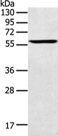 SPATA6 Antibody