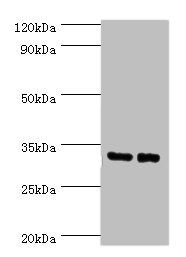 SRM Antibody
