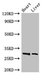 SPIC Antibody