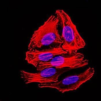 mouse Splunc2 Antibody