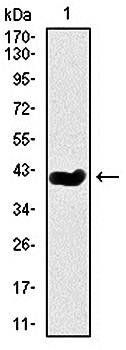 mouse Splunc2 Antibody