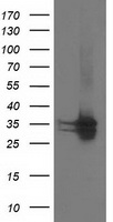 SPR Antibody