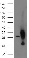 SPR Antibody