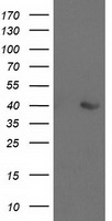 SPR Antibody