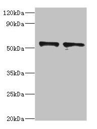 SPTLC1 Antibody