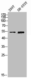 SPTLC1 Antibody
