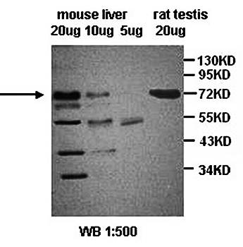 SR-B1 Rabbit Polyclonal Antibody
