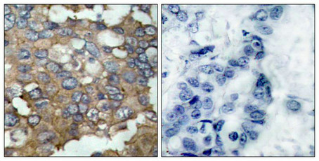SRC Antibody