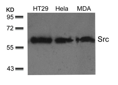 SRC Antibody