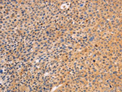 SRC Antibody