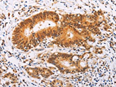 SRC Antibody