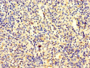 SRP19 Antibody