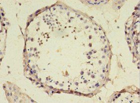 SRSF10 Antibody