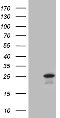SS18 Antibody