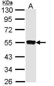 tripartite motif containing 21 Antibody