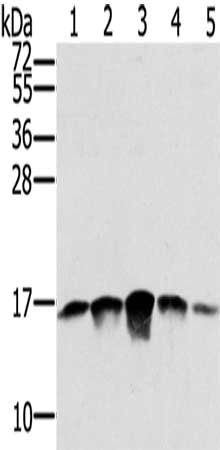 SSBP1 Antibody