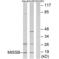 SSBP1 Antibody