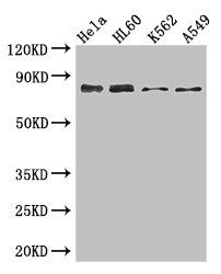 SSRP1 Antibody