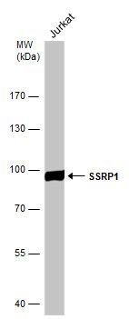 structure specific recognition protein 1 Antibody