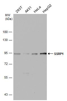 structure specific recognition protein 1 Antibody