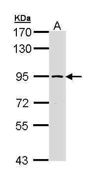 structure specific recognition protein 1 Antibody