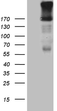 SSU72 Antibody