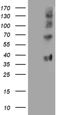 SSU72 Antibody