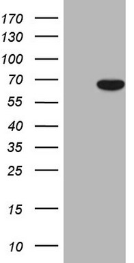 STAB2 Antibody