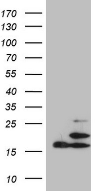 STAB2 Antibody