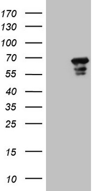STAB2 Antibody