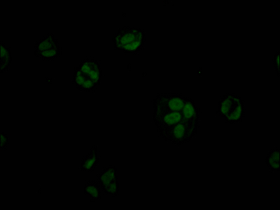 STAG2 Antibody