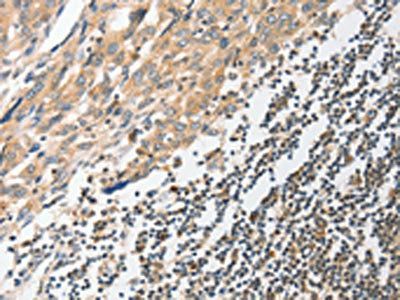 STAM Antibody